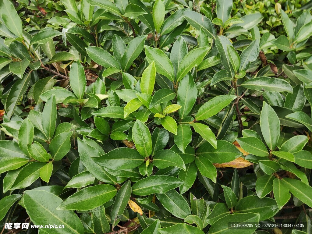 茂盛的绿色植物景观