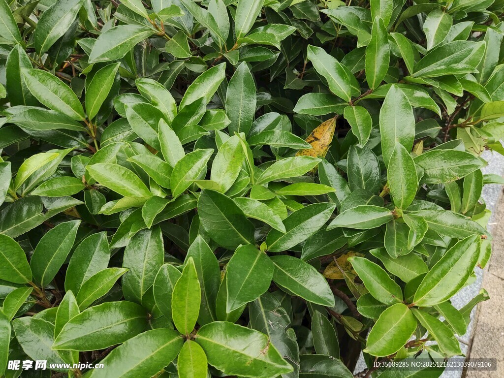 绿叶繁茂的绿植景观