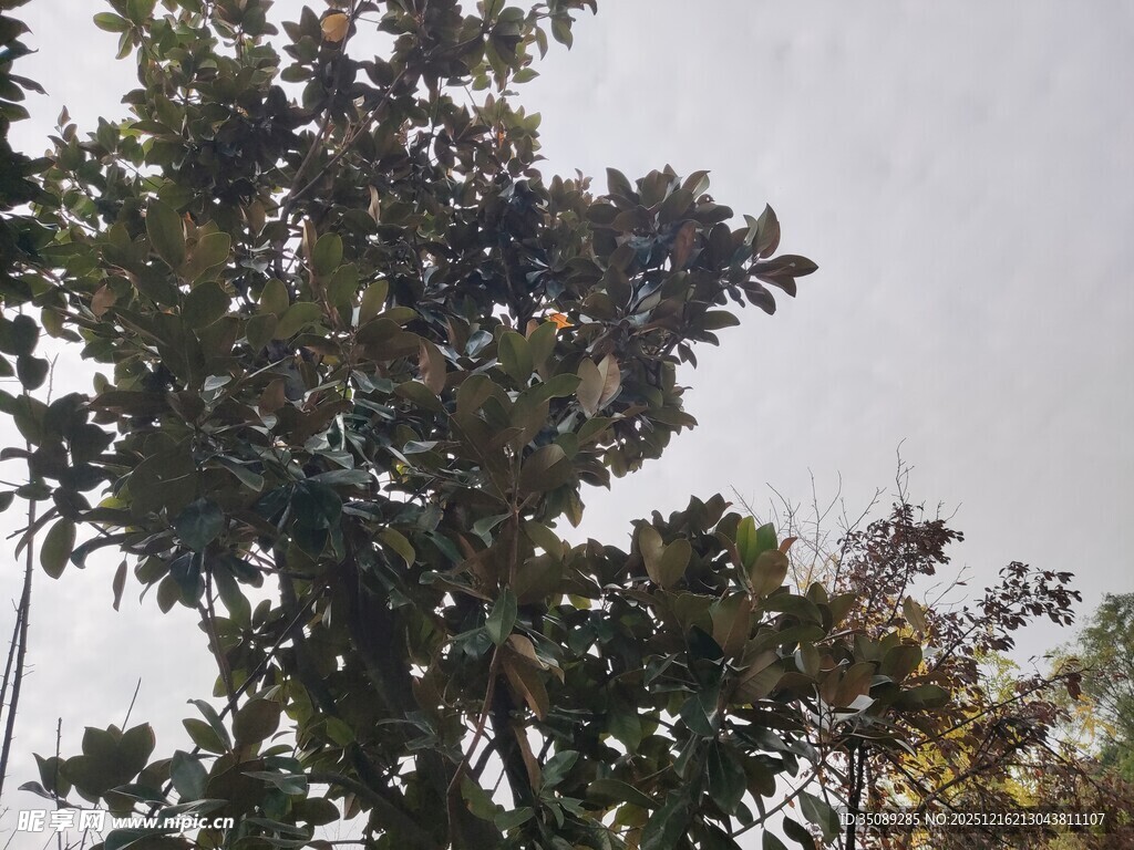 枝叶繁茂的树木