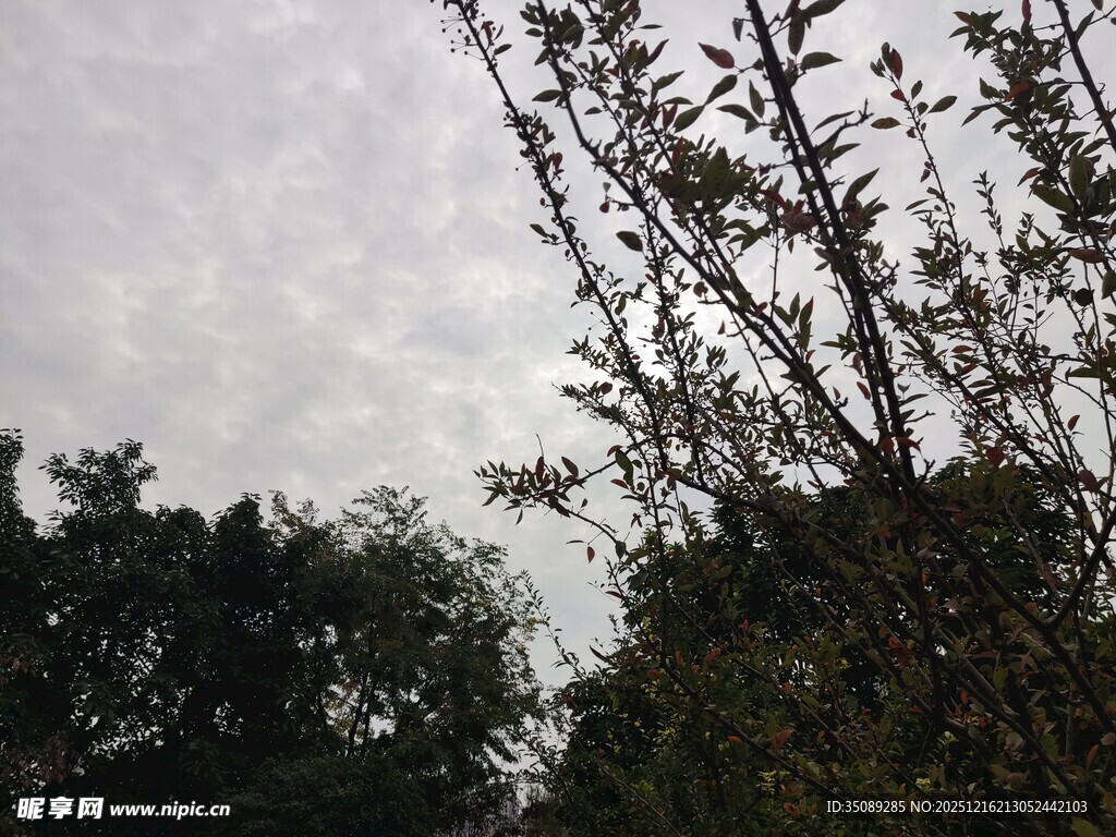天空下的繁茂植物