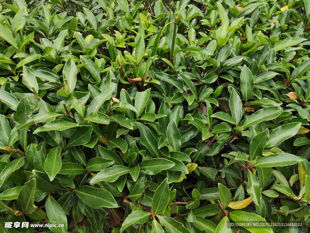 翠绿繁茂的植物叶片