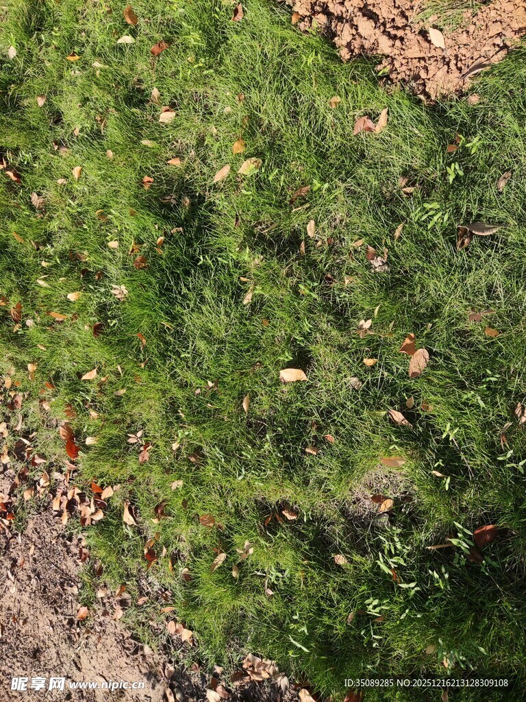 俯瞰翠绿草地与碎石