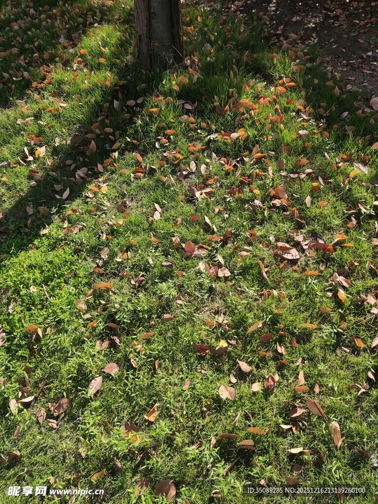 秋日草地落叶光影景象