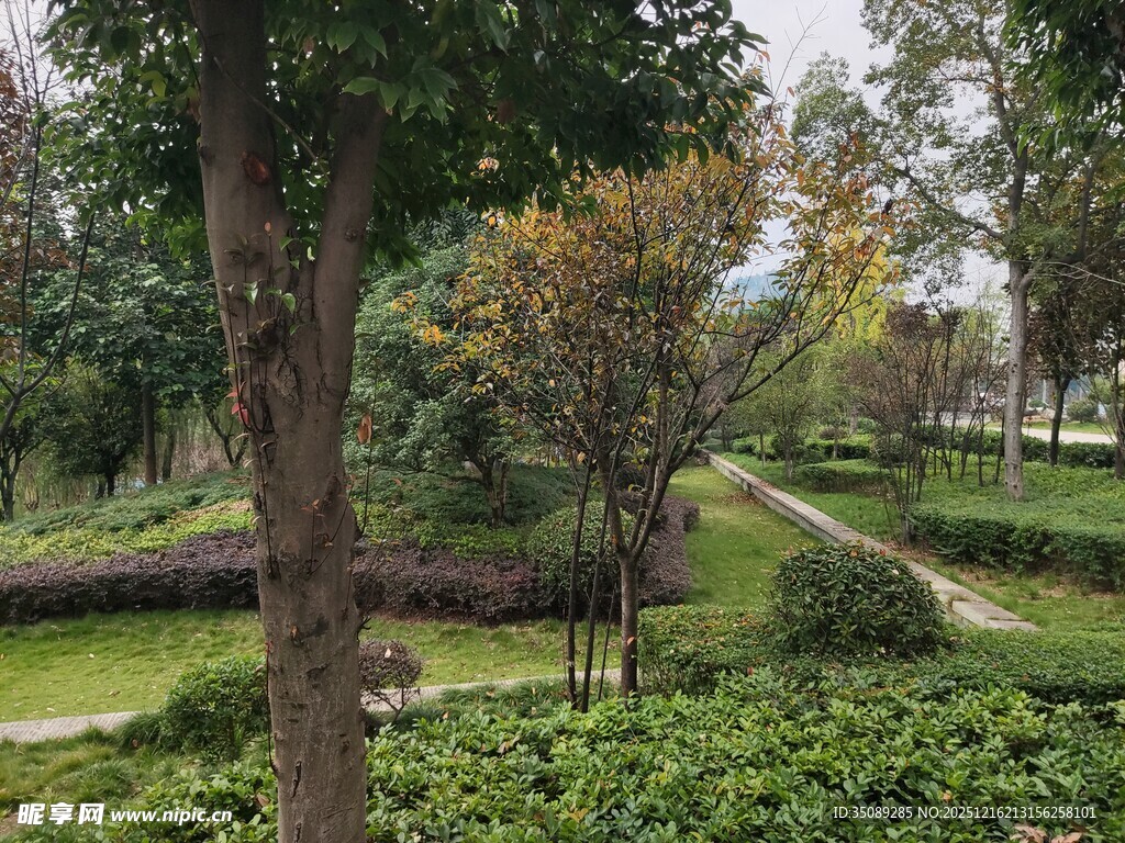 林间小径绿意盎然的景致