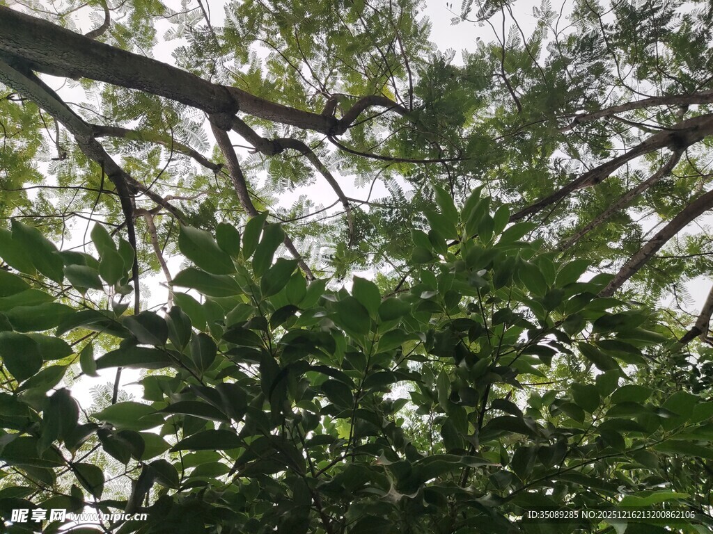 繁茂枝叶间的天空一角