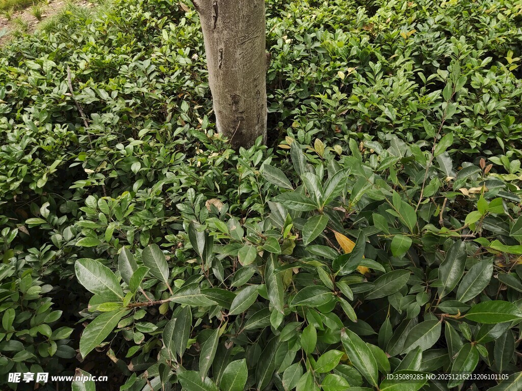 树下繁茂绿植景观