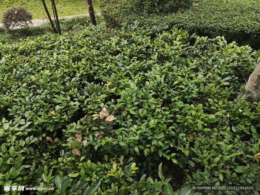 茶园绿意盎然的茶树景观