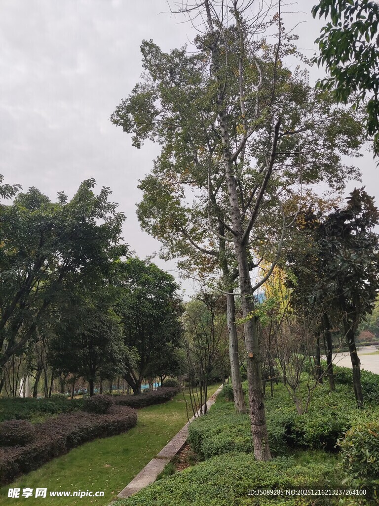 公园林荫小道自然景致