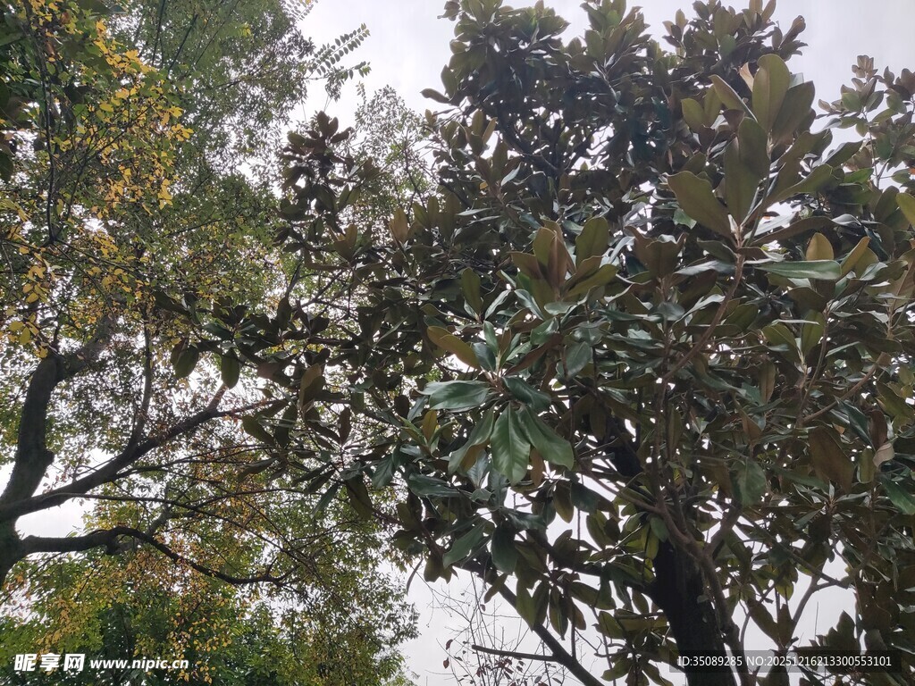 枝叶繁茂的树木景观