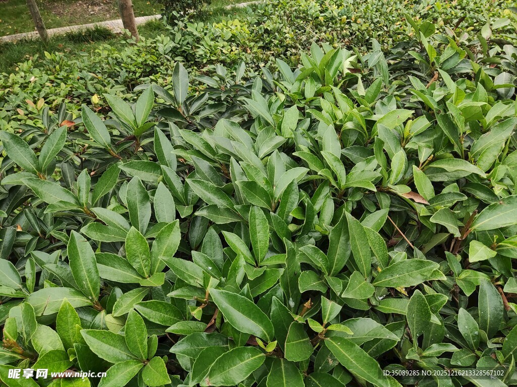 绿叶繁茂的植物景观