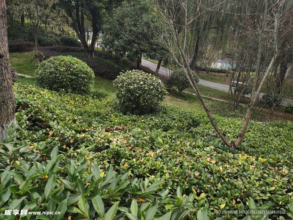 绿意盎然的园林景观