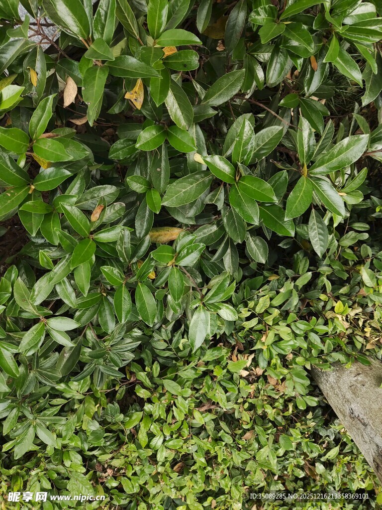 绿叶繁茂的植物景观