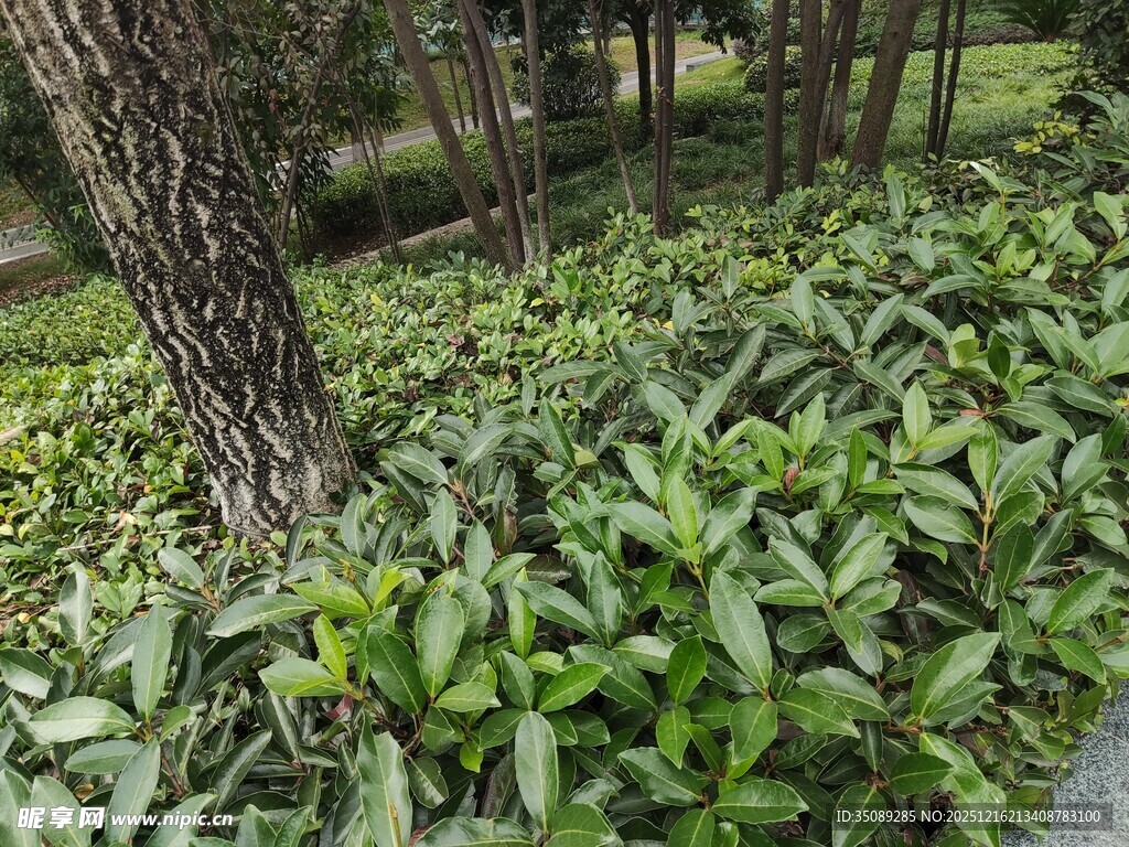 绿意盎然的林下植物景观