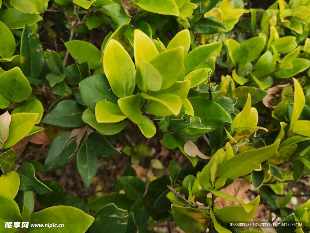 翠绿叶片生机盎然