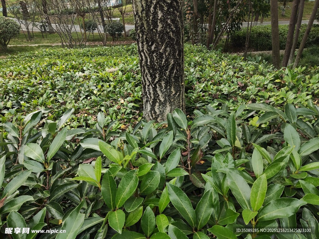 树下繁茂绿植景观