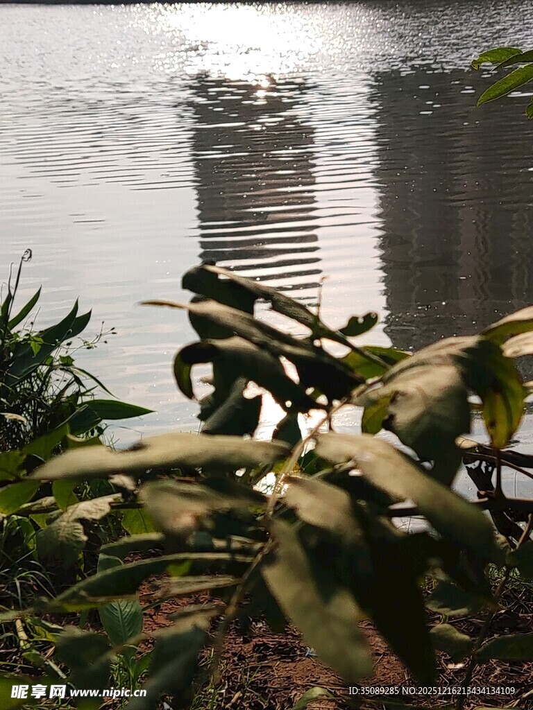 湖畔绿植与水中倒影美景