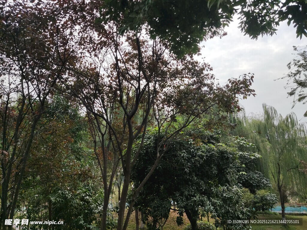 户外繁茂绿植景观