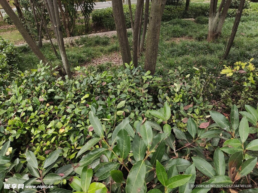 繁茂绿植林间生机盎然