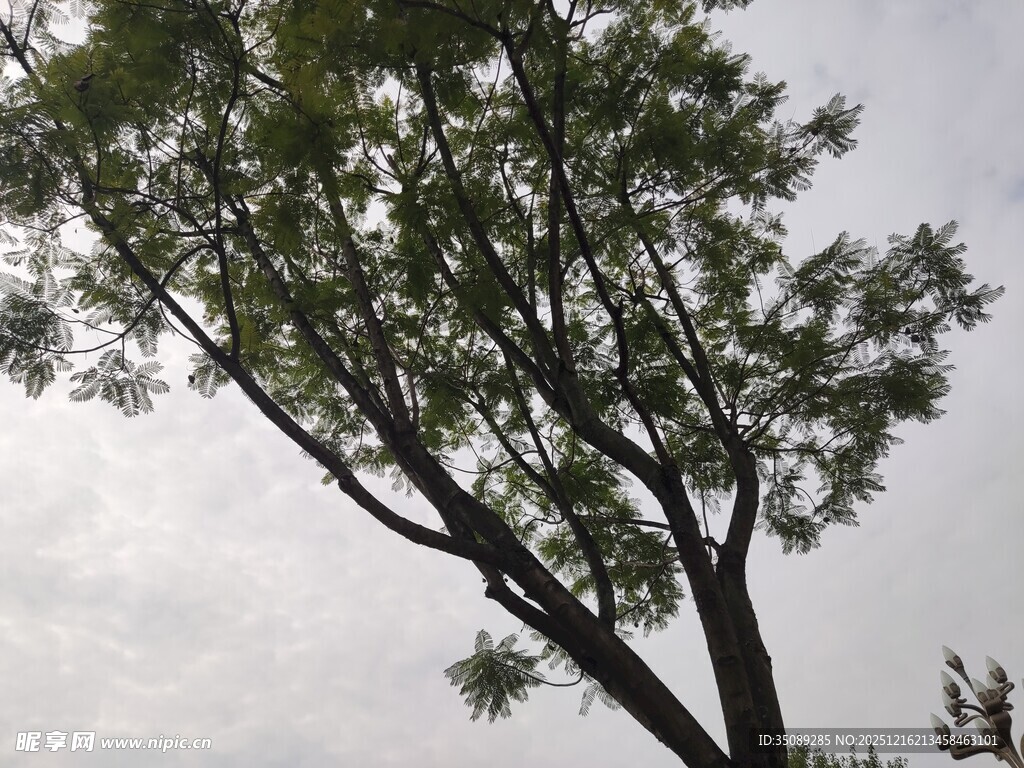 倾斜大树展现自然姿态