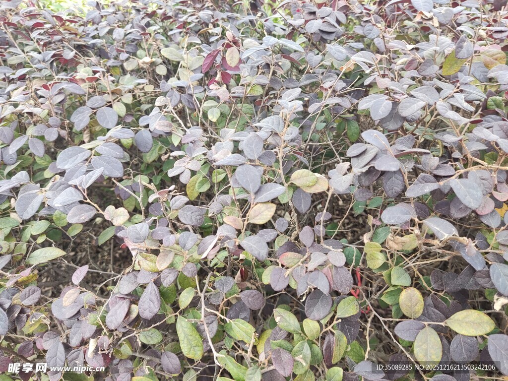 紫色叶片植物景观