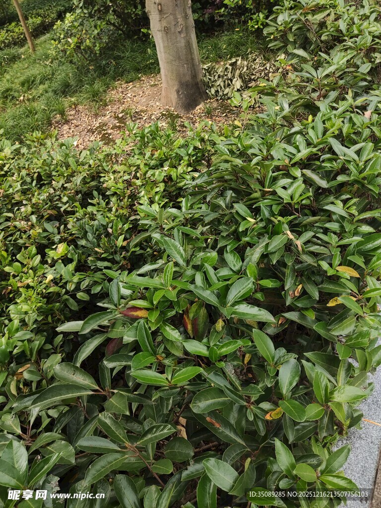 绿叶繁茂的灌木丛景观