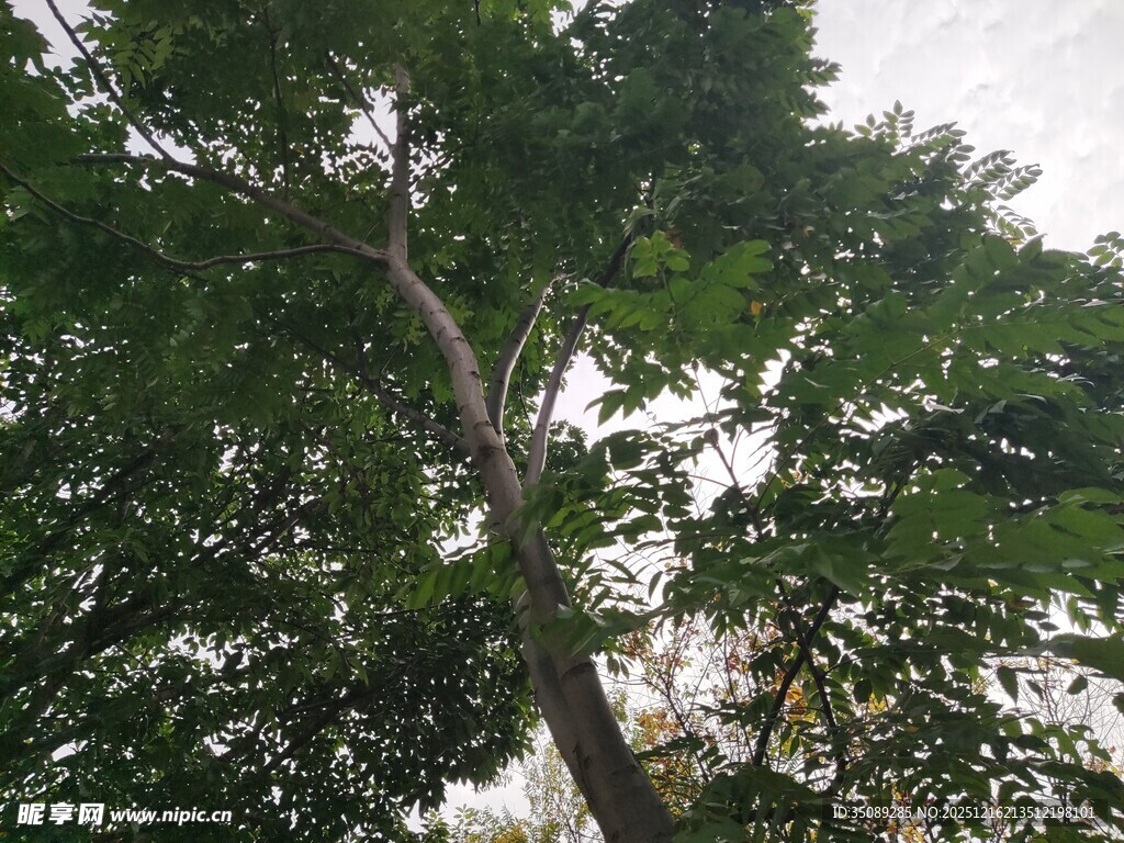 仰视繁茂绿树树冠