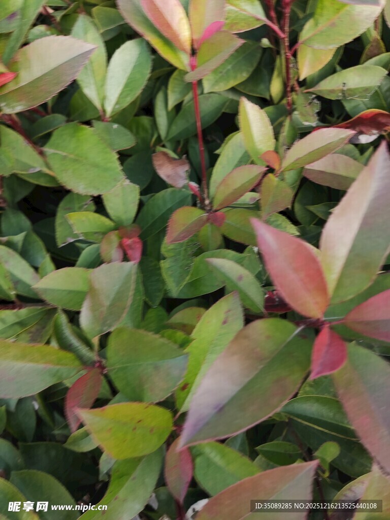 多彩叶片植物特写