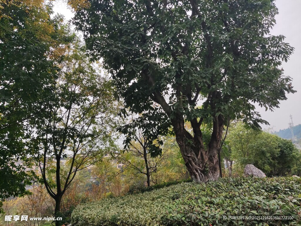 山林间葱郁树木与绿植