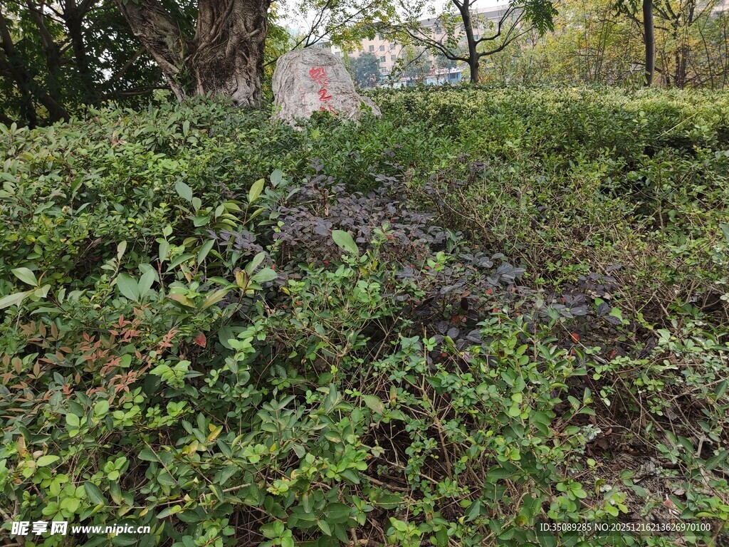 野外繁茂绿植景观