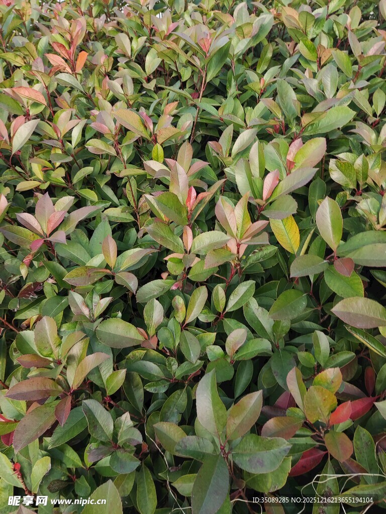 多彩叶片的茂密植物景观