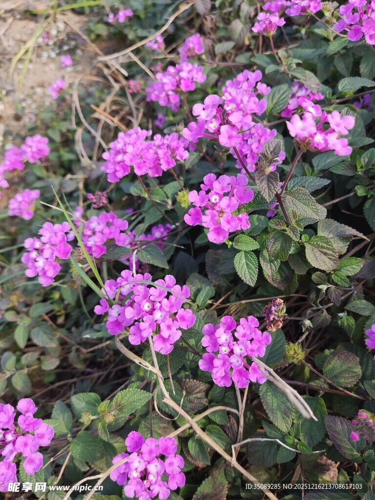 紫色小花绽放于绿叶间