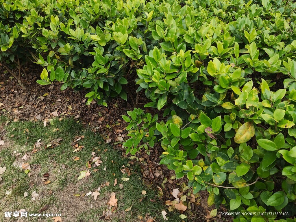 翠绿灌木丛中的自然景致