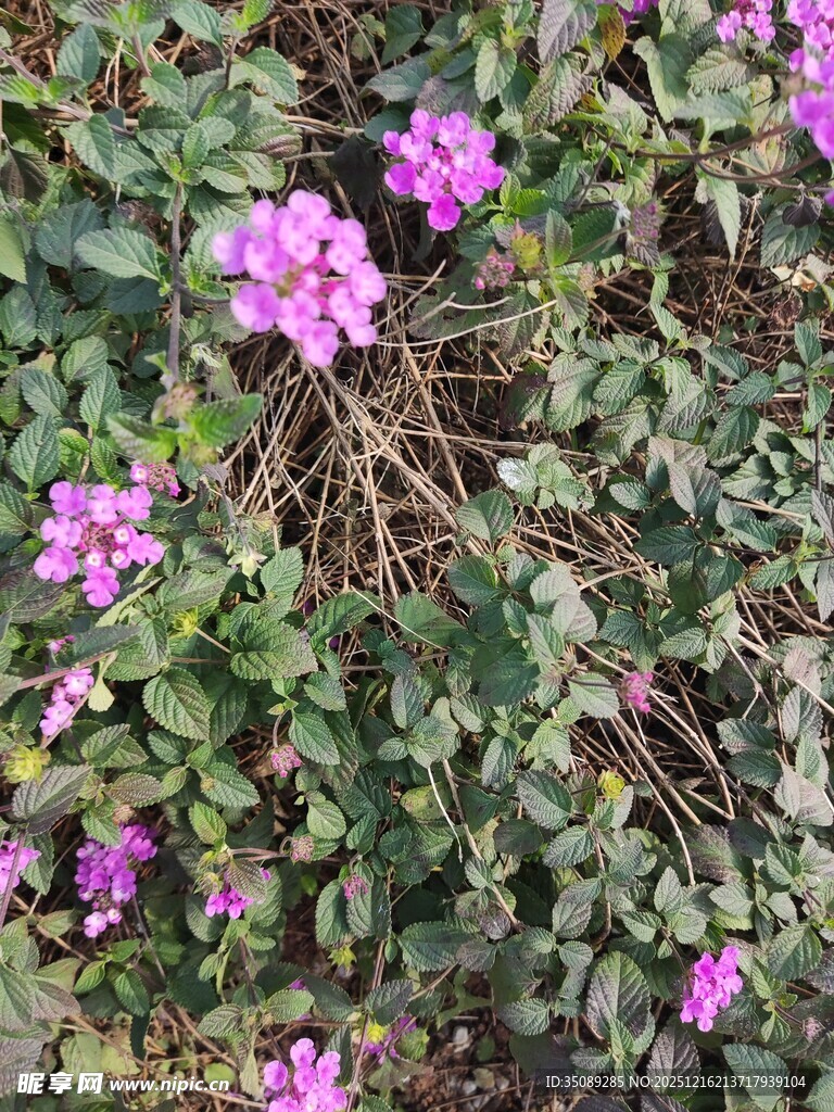 紫色小花绽放绿叶间