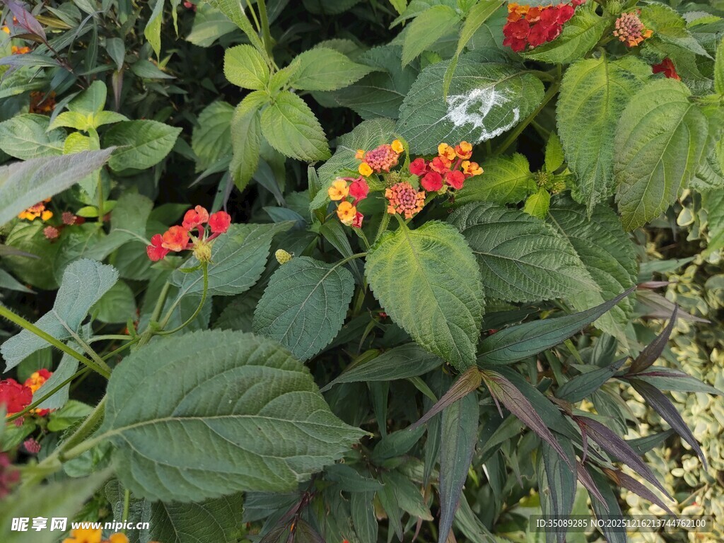 绿叶间的多彩花卉绽放