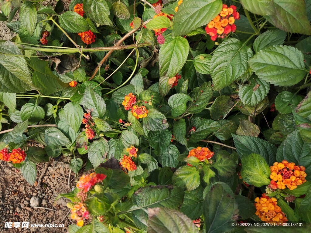 绿叶间绽放的艳丽小花