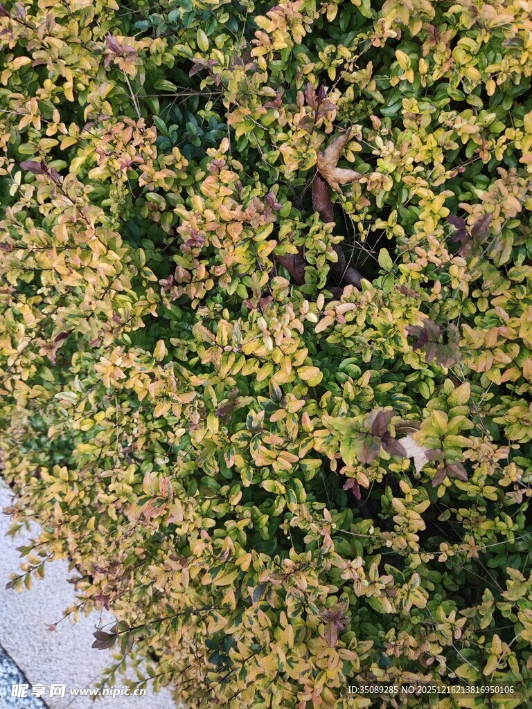 黄绿相间的茂密植物