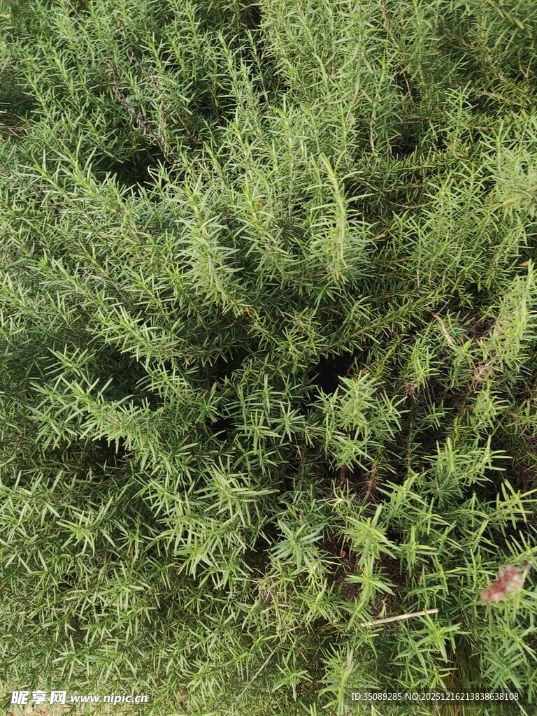 茂密绿植俯视图