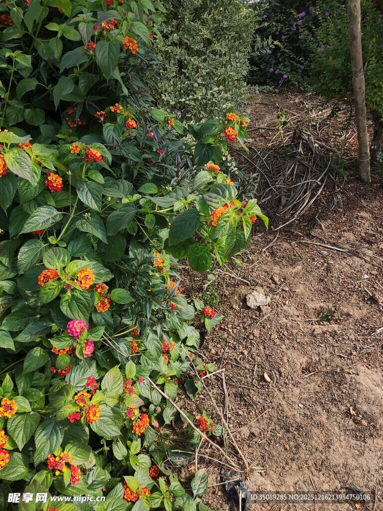 小径旁色彩艳丽的花卉