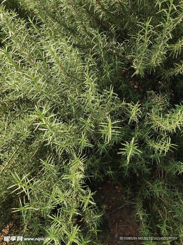 茂密迷迭香绿植特写