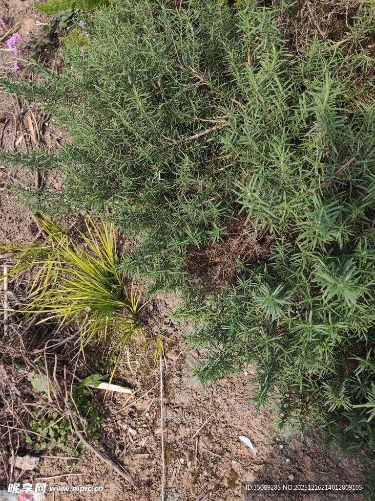 野外丛生的绿色植物