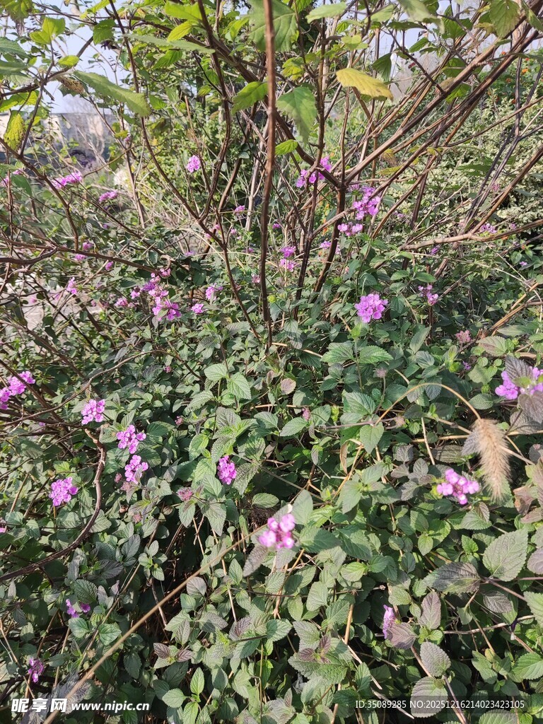 繁茂花丛中的紫色小花