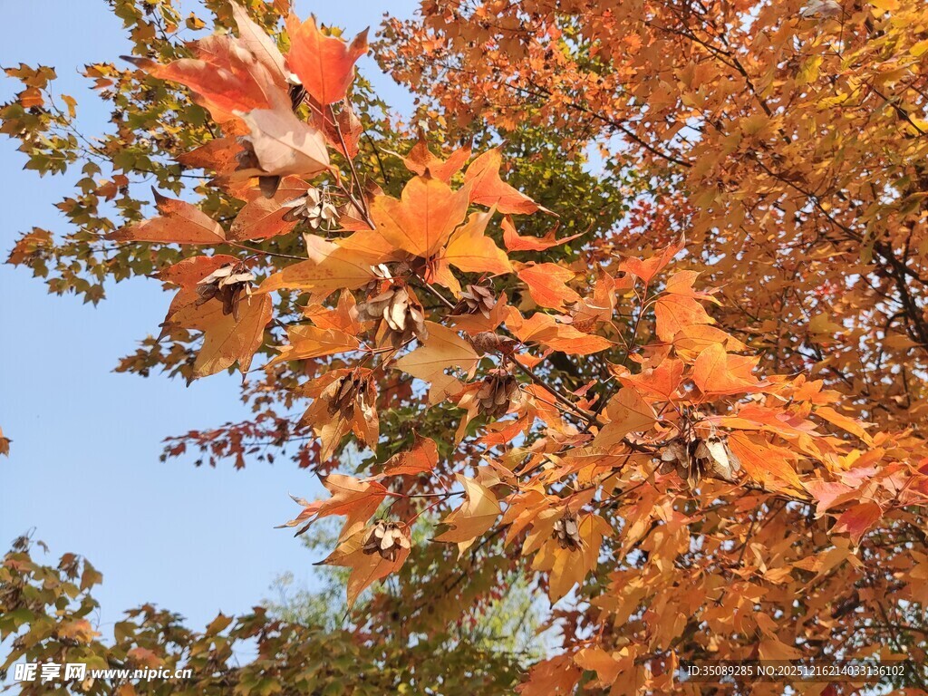 秋日枝头绚烂枫叶