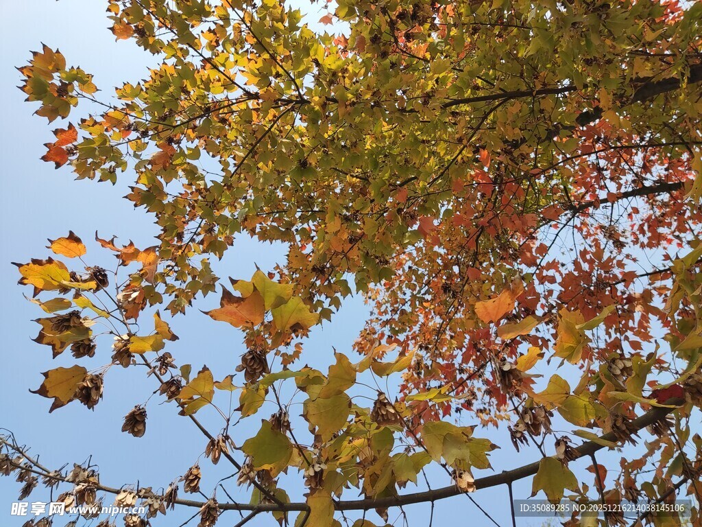 秋日树梢斑斓叶景