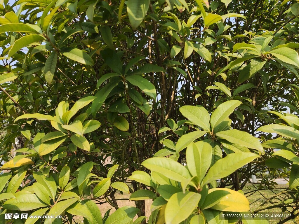 绿叶繁茂的生机景象