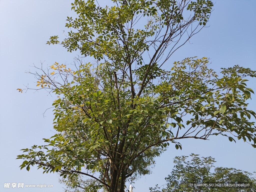 蓝天映衬下的茂盛绿树