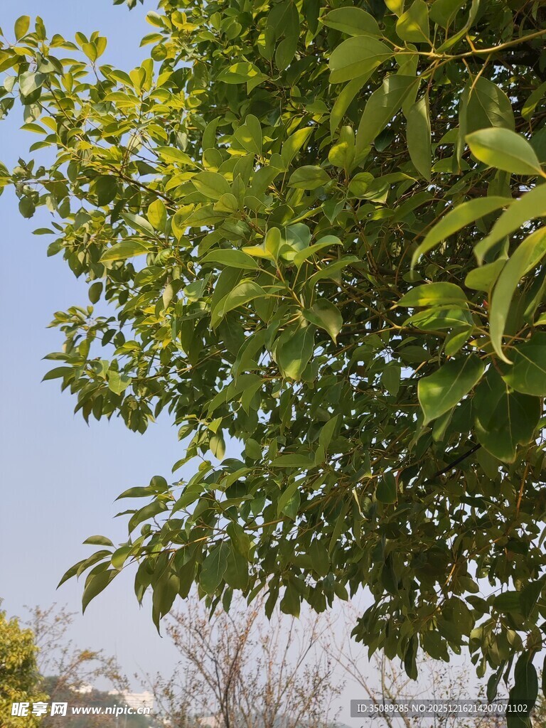 绿叶繁茂的树冠