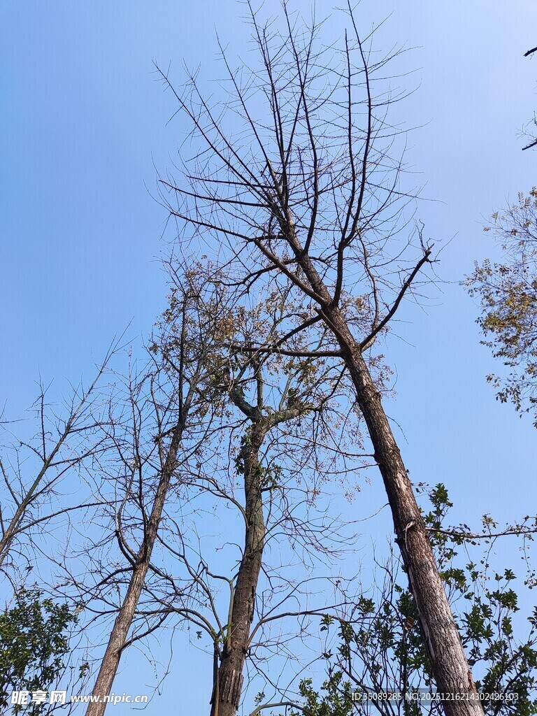 枯树挺立蓝天之下
