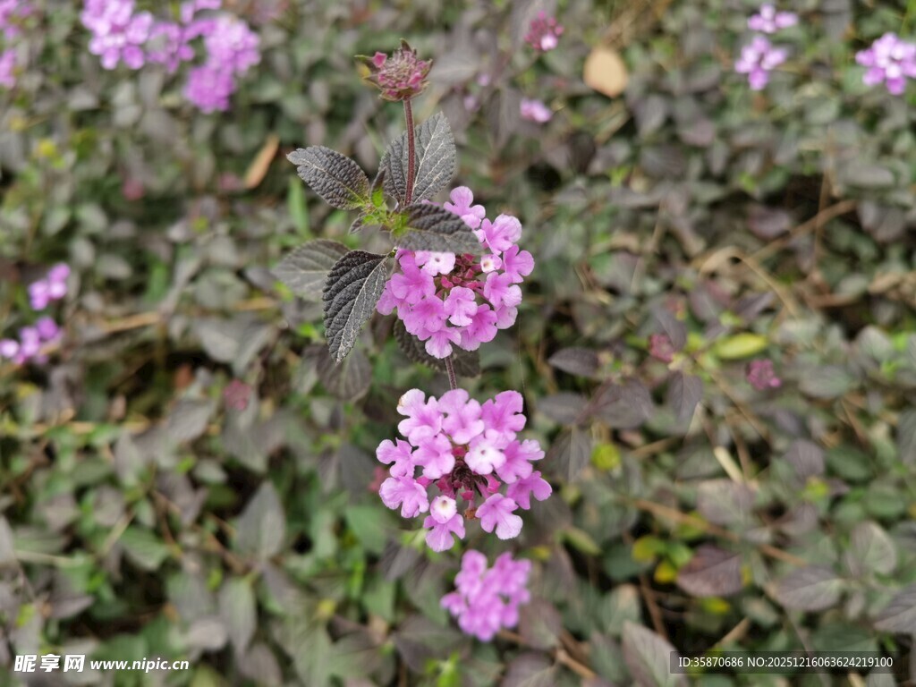紫色小花绽放绿叶间