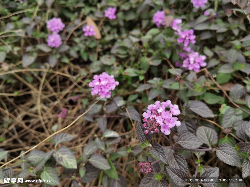 紫色小花绽放于绿叶间