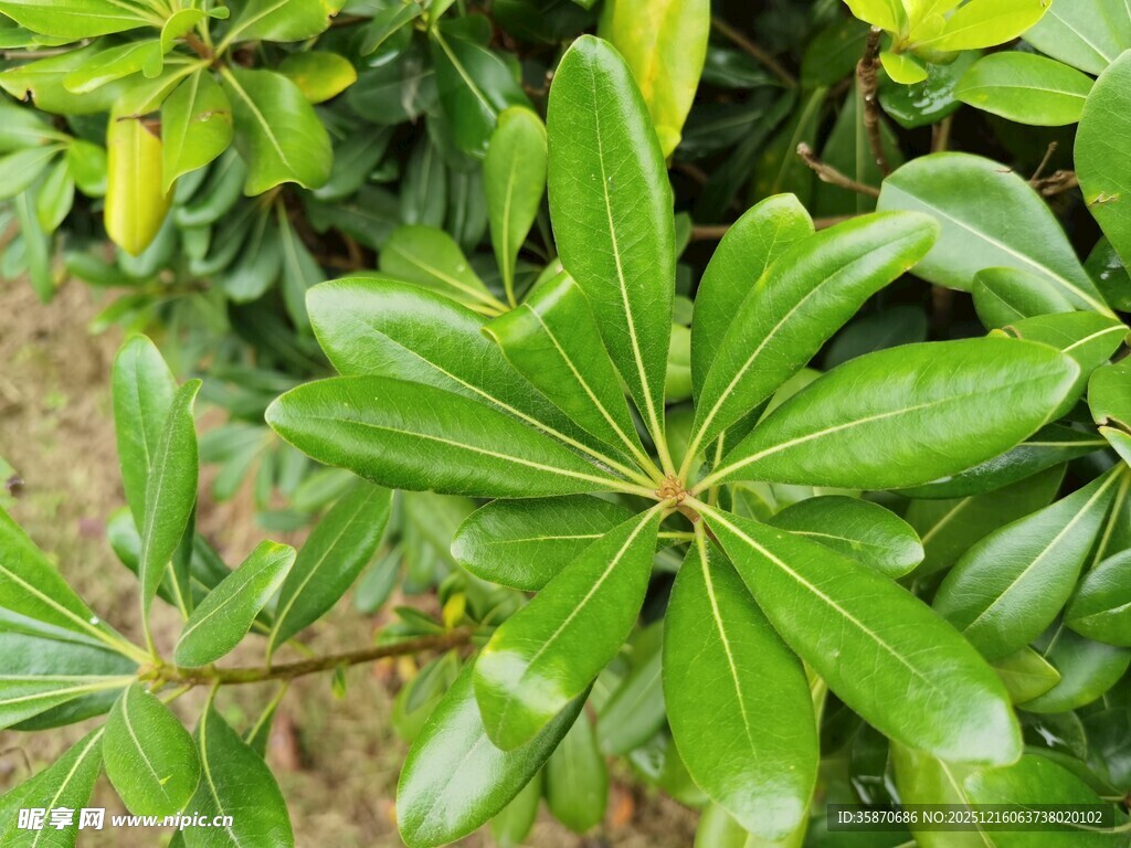 翠绿海桐枝叶特写